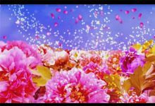 37款富贵牡丹系列背景视频素材