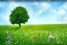 160款绿色梦幻森林背景视频素材